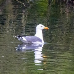 Larus fuscus
