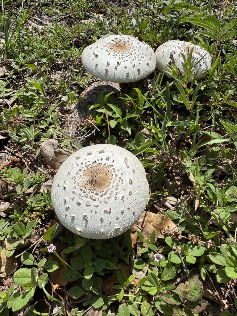 Green-spored Parasol · June 2026 · photo: Photo: (c) Kai Murphy, some rights reserved (CC BY) · iNaturalist