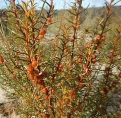 Gyrostemon australasicus