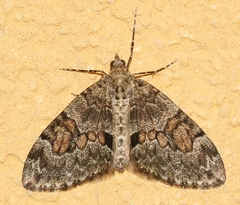 Thera variata