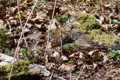 Clethrionomys glareolus