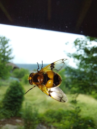 Volucella inflata