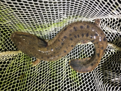 Necturus maculosus