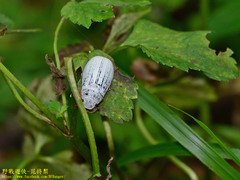 Cyphochilus crataceus