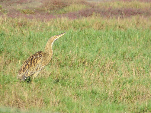 Pinnated Bittern (Botaurus pinnatus), photo 4