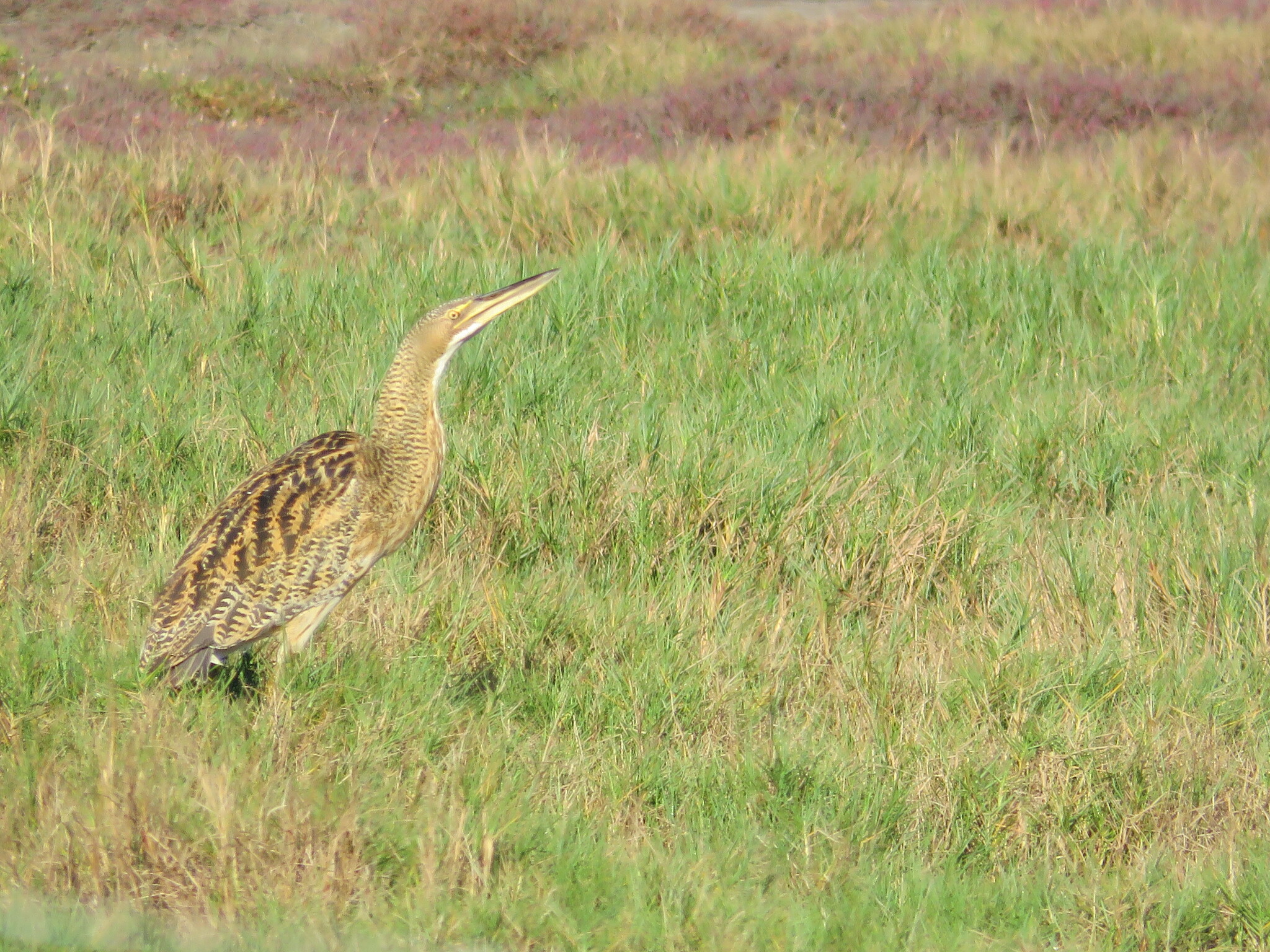 Pinnated Bittern (Botaurus pinnatus), photo 5