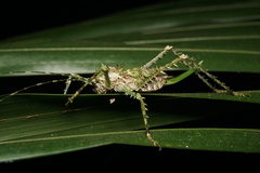 Phricta aberrans