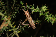 Larifugagraecia spuria