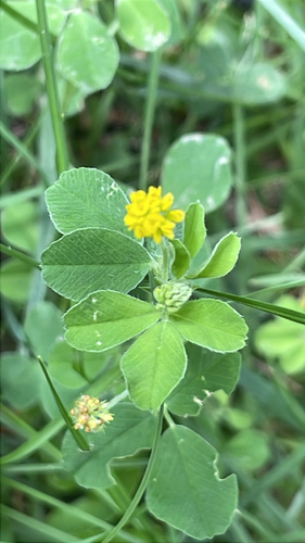 Black Medick