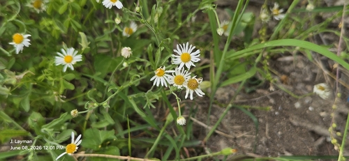 Aphanostephus ramosissimus, photograph 6