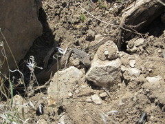 Uta stansburiana stansburiana