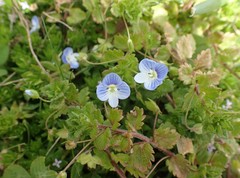 Veronica persica
