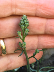 Delphinium parishii subglobosum