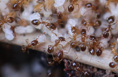 Pheidole capensis