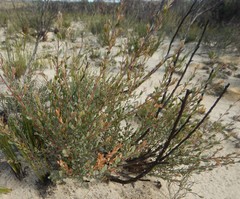 Leptospermum coriaceum