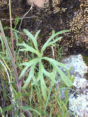 Delphinium parishii subglobosum