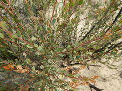 Leptospermum coriaceum