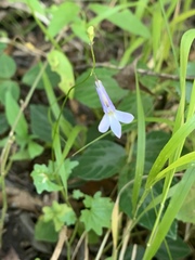 Lobelia vanreenensis
