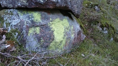 Chrysothrix chlorina