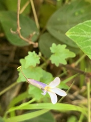 Lobelia vanreenensis