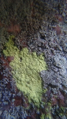 Chrysothrix chlorina