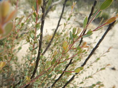 Leptospermum coriaceum