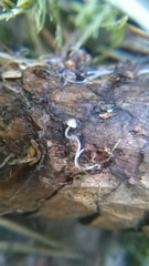 Fungi