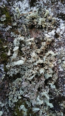 Cladonia