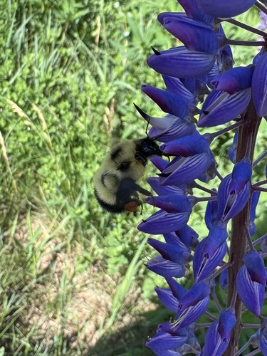 Half-black Bumble Bee
