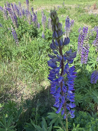 Large-leaved lupine