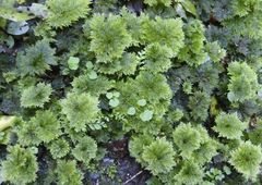 Dendrohypopterygium filiculiforme