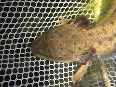 Necturus maculosus