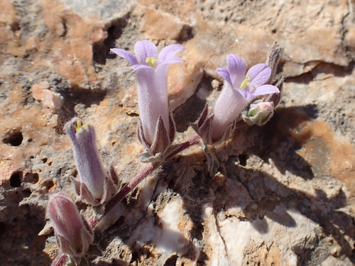 Campanula andrewsii, photograph 1