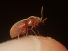 Lasioderma serricorne