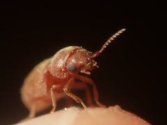 Lasioderma serricorne