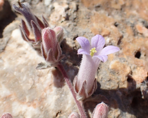 Campanula andrewsii, photograph 2