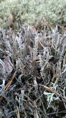 Cladonia phyllophora