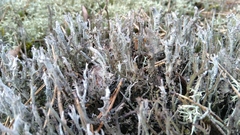 Cladonia phyllophora