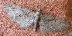 Eupithecia abbreviata