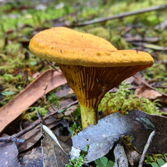 Austropaxillus muelleri