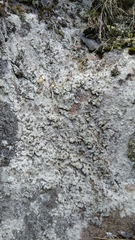 Baeomyces carneus