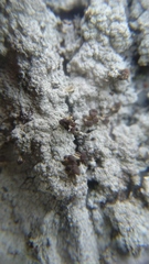 Baeomyces carneus