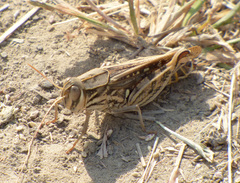 Orthoptera