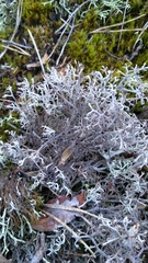 Cladonia