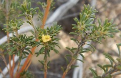 Phyllota pleurandroides