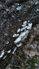 Trichaptum abietinum