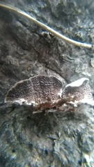 Trichaptum abietinum