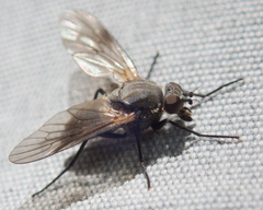 Symphoromyia