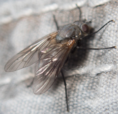 Symphoromyia