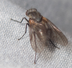 Symphoromyia